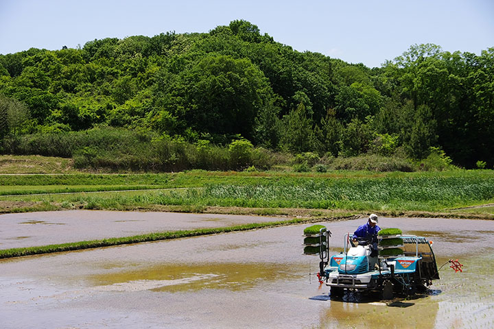 田植え_f0201353_18413123.jpg