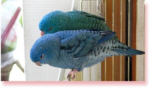 クリッピング賛成派 反対派 Sznmstyle サザナミインコっていいな クリッピング賛成派 反対派 Sznmstyle サザナミインコっていいな