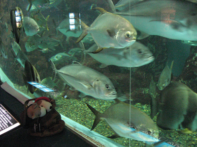 またまた水族館へ。（新潟編）_f0023157_618488.jpg