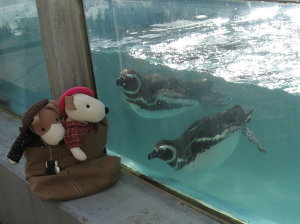 またまた水族館へ。（新潟編）_f0023157_623508.jpg