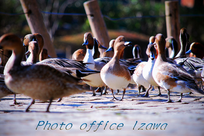 野鳥達の原宿_c0181958_136232.jpg