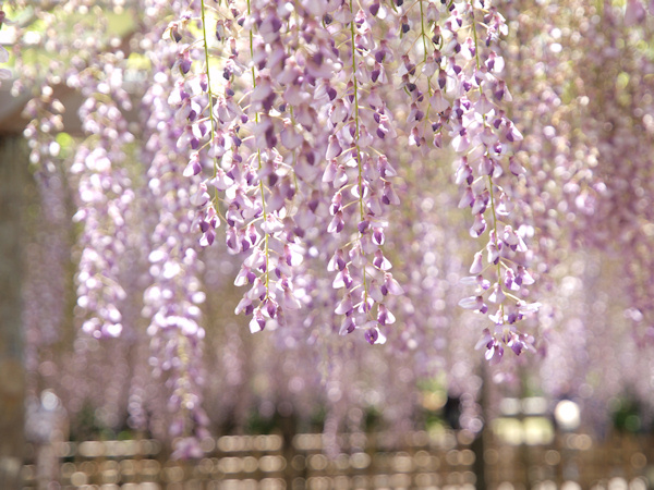 かぜかぜ吹くな～藤の花見_a0073065_19103370.jpg