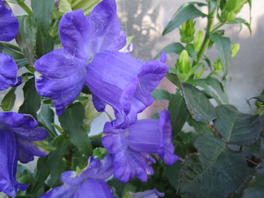 c0202870_811316.jpg