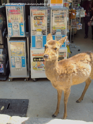 2010年京都・奈良の旅＠奈良公園のシカ_c0211471_23103364.jpg