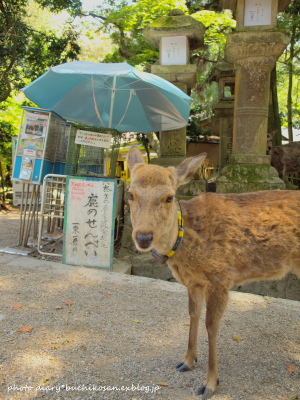 2010年京都・奈良の旅＠奈良公園のシカ_c0211471_23132045.jpg