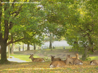 2010年京都・奈良の旅＠奈良公園のシカ_c0211471_2318571.jpg