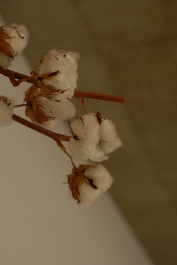 b0173176_171056100.gif