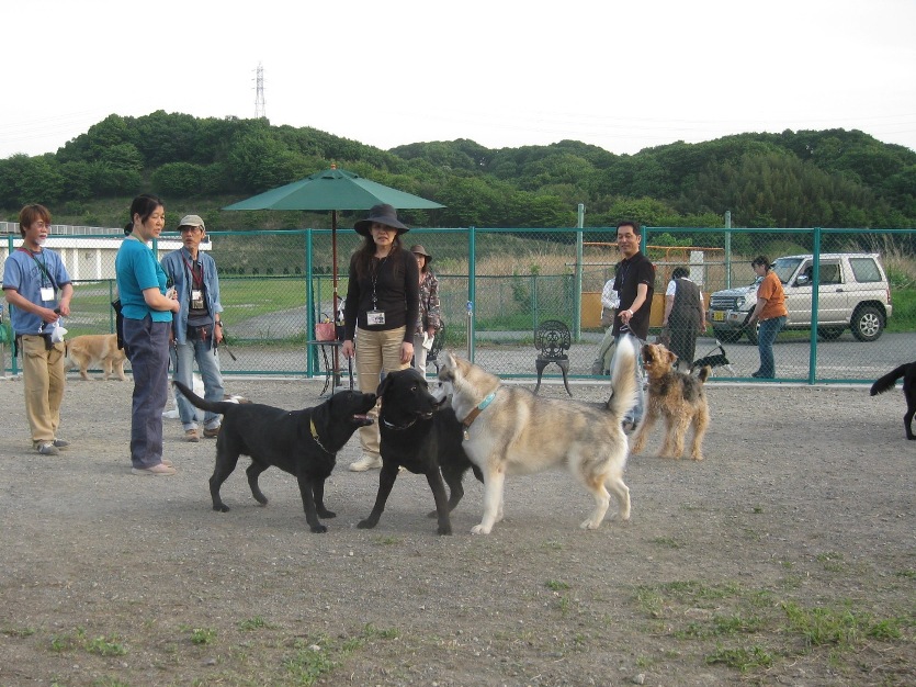 中・大型犬エリアのわんこ達_f0230380_19515246.jpg