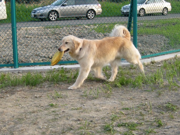 中・大型犬エリアのわんこ達_f0230380_20221976.jpg