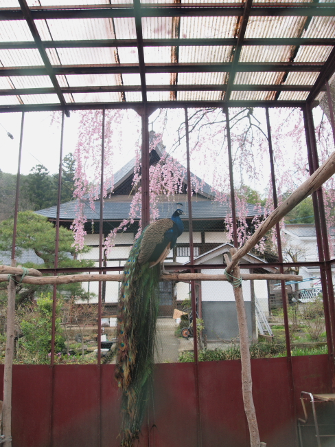 会津　「大龍寺」の桜_e0143883_18324591.jpg