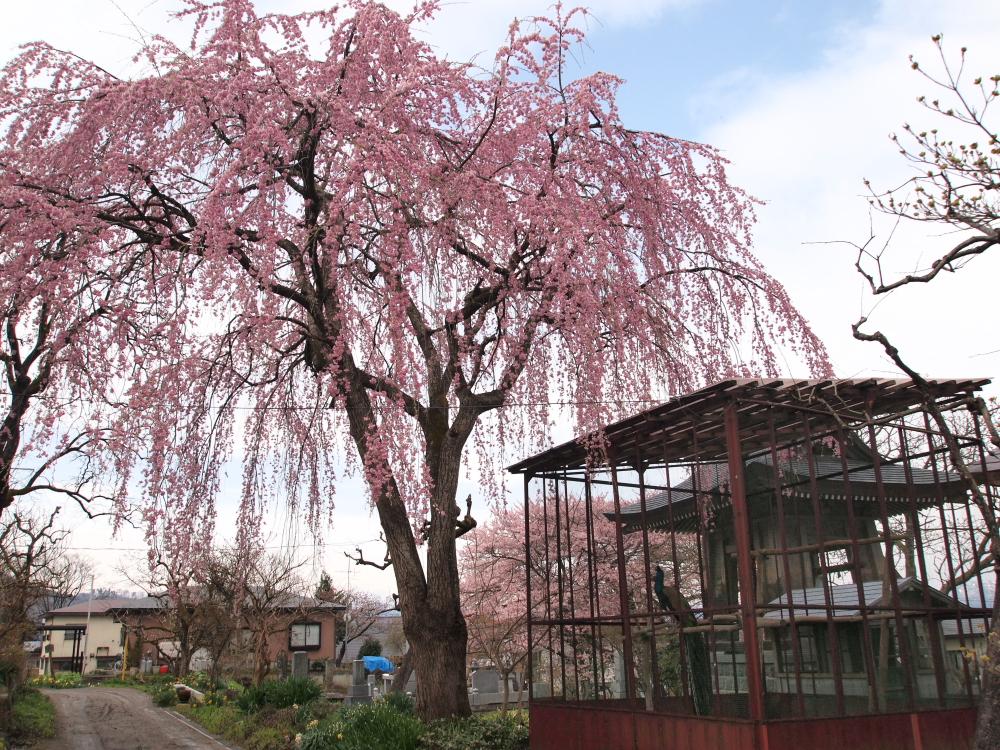 会津　「大龍寺」の桜_e0143883_18331622.jpg