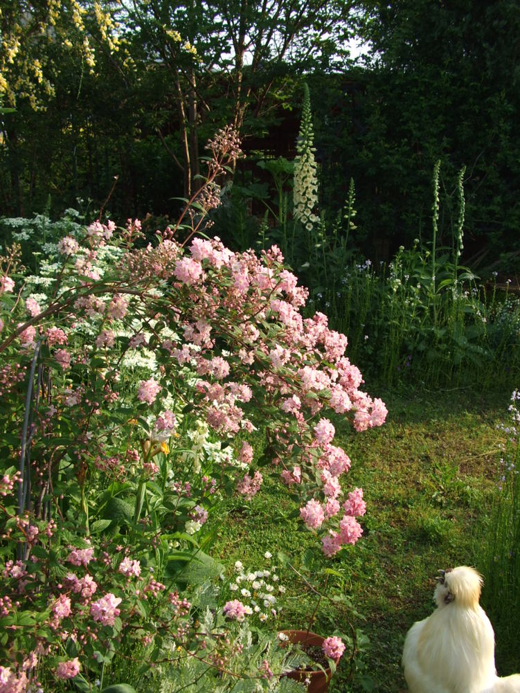 d0154685_1949299.jpg