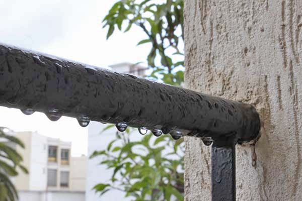 珍しや、5月の雨_e0092286_029811.jpg