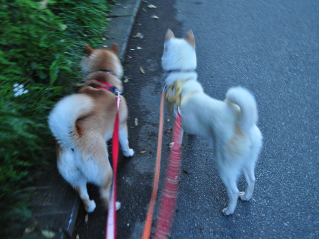 4匹で仲良くお散歩だ!_a0126590_5311154.jpg