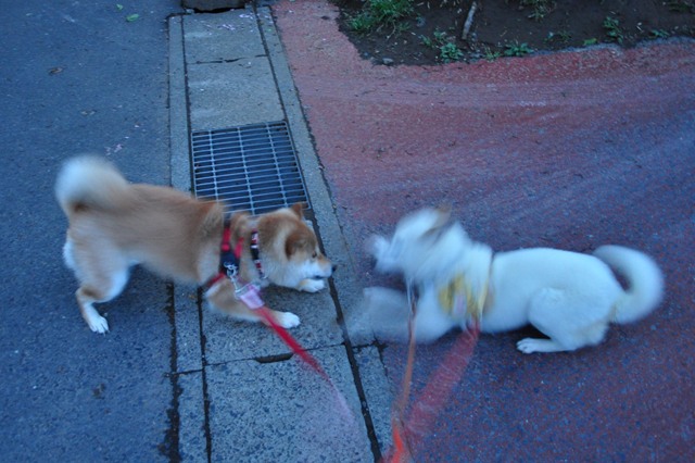 4匹で仲良くお散歩だ!_a0126590_532128.jpg