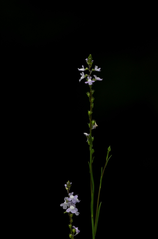 a0143491_0534093.jpg