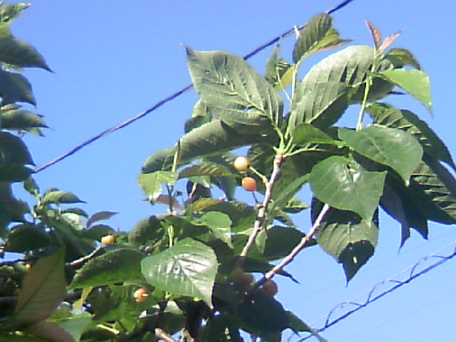 b0135992_8225014.jpg