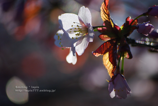 2010　桜　3._d0138899_10302027.jpg