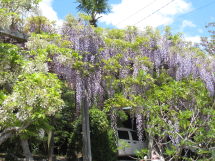 e0033301_1652998.jpg