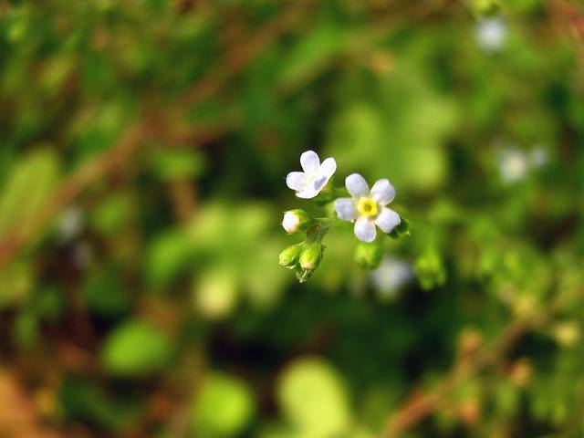 小さな小さな花_f0167310_1951218.jpg