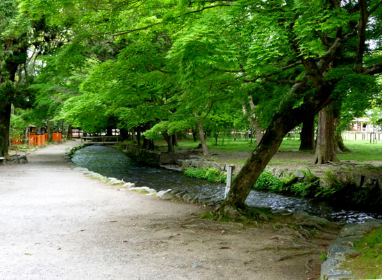 上賀茂神社 新緑_e0048413_20455842.jpg