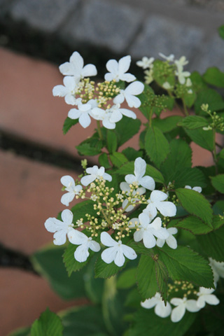 e0102713_631762.jpg