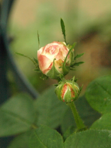 薔薇とクレマチス_f0065114_22215111.jpg