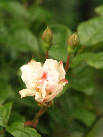 薔薇とクレマチス_f0065114_2234066.jpg