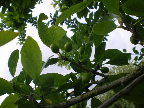 c0124619_5304389.jpg