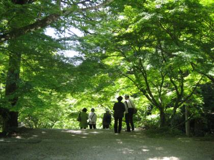 新緑に魅せられた九年庵♪_a0105023_16502837.jpg