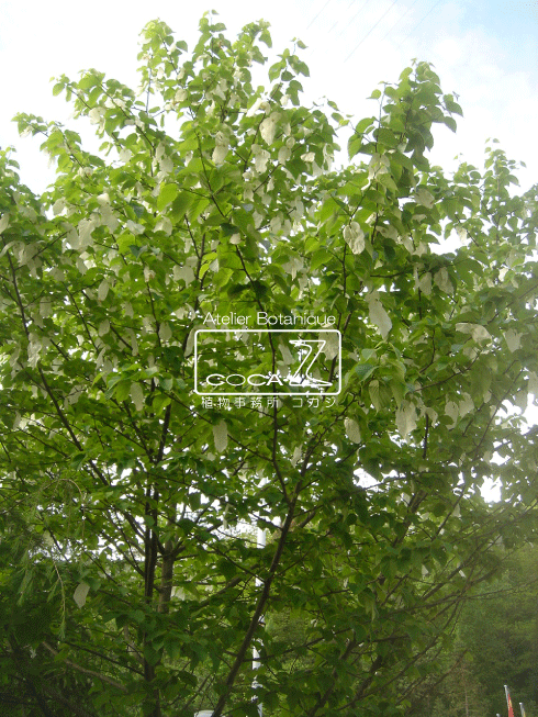 b0160123_0214191.gif