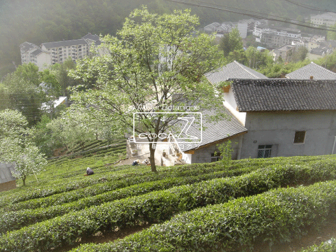 b0160123_0362732.gif