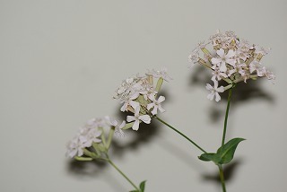 f0170524_1040545.jpg