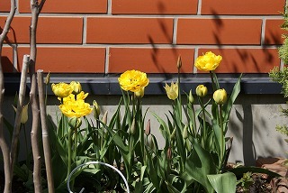 f0170524_10531937.jpg