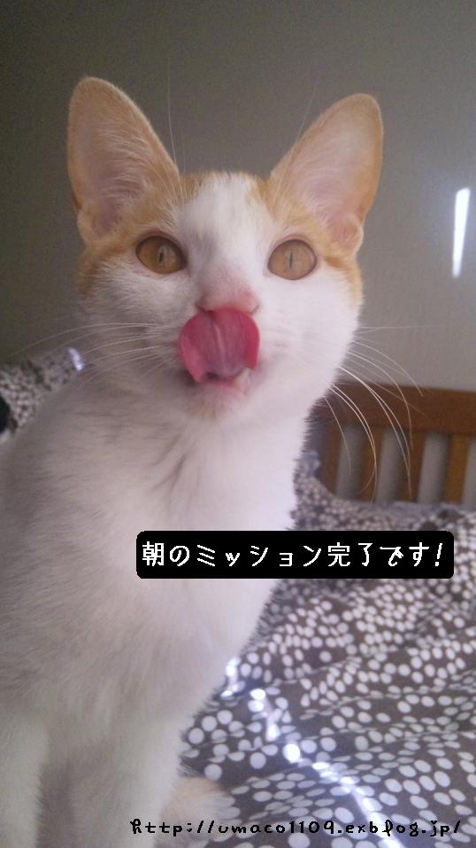 猫と寝子。_a0165526_7135517.jpg