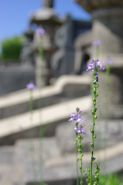 墓地の花シリーズ・・・？？_f0007926_14545451.jpg