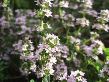 c0227728_22434117.jpg