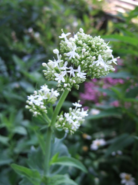 c0227728_22475615.jpg