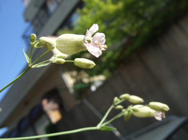 c0227728_2250798.jpg