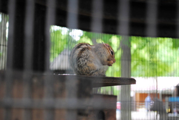 相模原麻溝公園 ふれあい動物広場 カメラとおでかけ