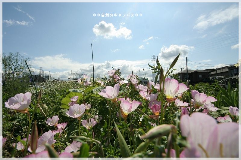 市民農園の花を広角レンズで_e0052135_14545058.jpg