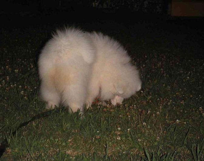 懐かしい仔犬画像(1ヵ月半~3ヵ月半)_b0177436_23465795.jpg