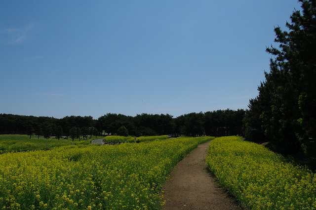 国営ひたち海浜公園～菜の花編　　茨城２_b0112443_1915988.jpg