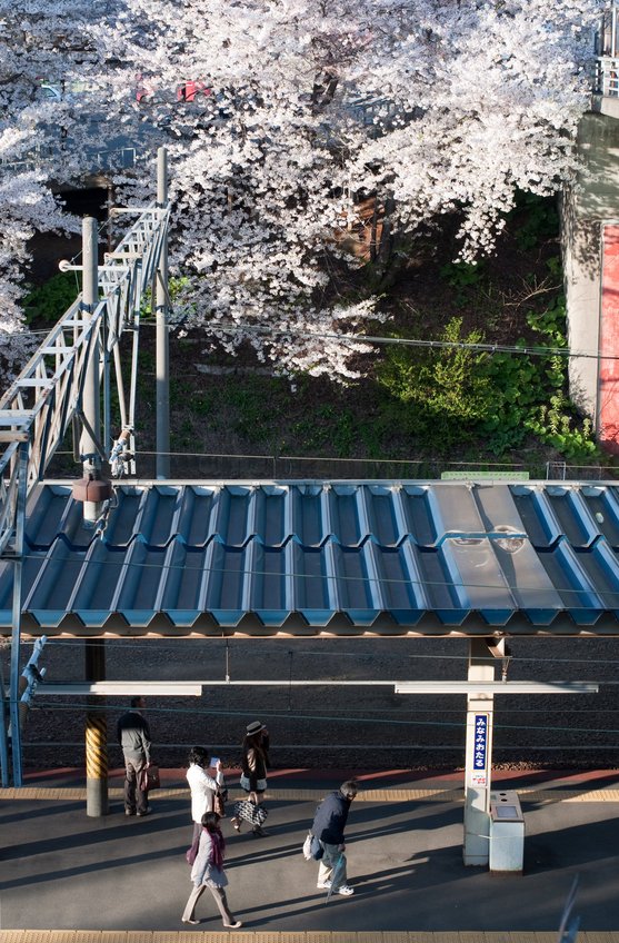 久しぶりに　晴れ　桜_f0236843_20555873.jpg