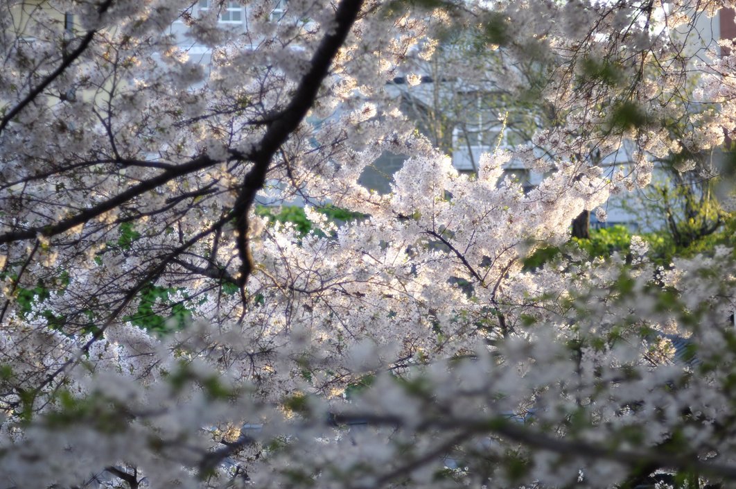 久しぶりに　晴れ　桜_f0236843_20563824.jpg