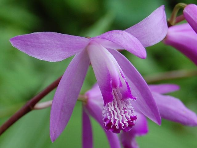 韓国春蘭★紫覆★ボヤ★紫花★6本 韓国春蘭☆紫覆☆ボヤ☆紫花☆6本 紫紅色花（韓国