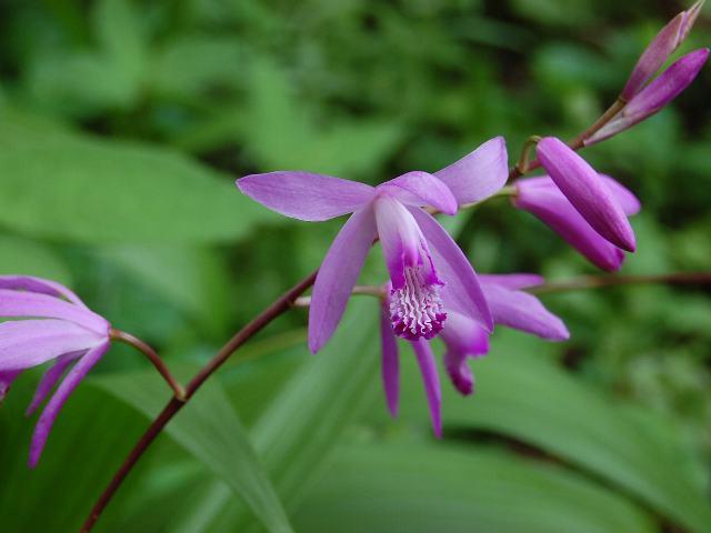 韓国春蘭★紫覆★ボヤ★紫花★6本 K'sBookshelf 辞典・用語 花の図鑑 青紫・赤紫 六弁花
