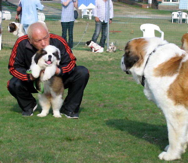 セントバーナードのキングスウッヅ犬舎日誌