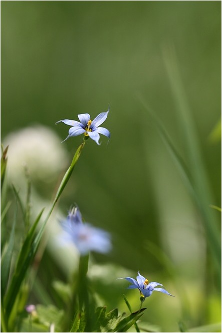 都心のオアシスに咲く花 野草風薫