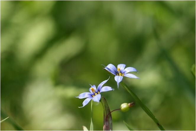 都心のオアシスに咲く花 野草風薫